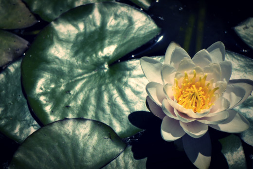 740620 (a): :2400x1600